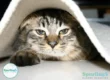 Cat peeking out from under a rolled carpet