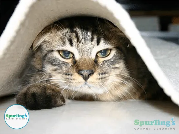 Cat peeking out from under a rolled carpet